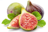 100+ Celeste (Sugar) Fig Seeds for Garden Planting - USA - FREE SHIPPING! Garden Plants