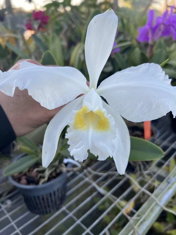 Alba orchid flower with large white petals and pale yellow center