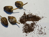 $6.69 Garden Plants