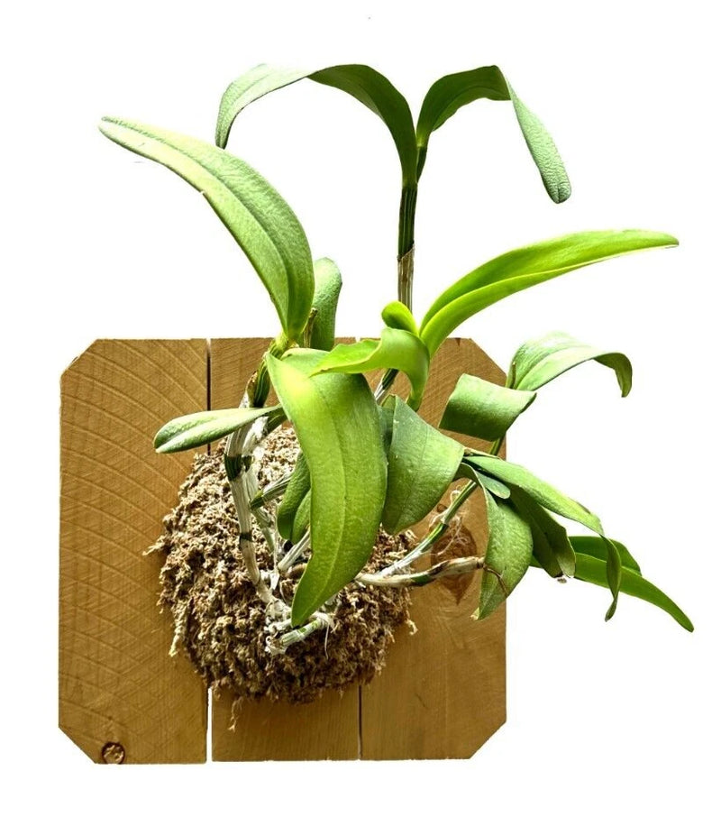 Wood-mounted green orchid plant with leafy stems and moss-covered roots