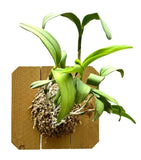 Large White and Fragrant Blooms Orchid Wood Mounted(Cattleya unidentified) CAWM Orchids