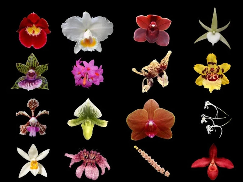 Set of 8 assorted orchid flowers with red, white, pink, and yellow blooms