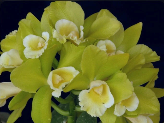 Green and white orchid cluster with ruffled petals and pale yellow centers