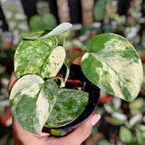 Scindapsus Mangurai Variegated Jungle Plant Green Plant