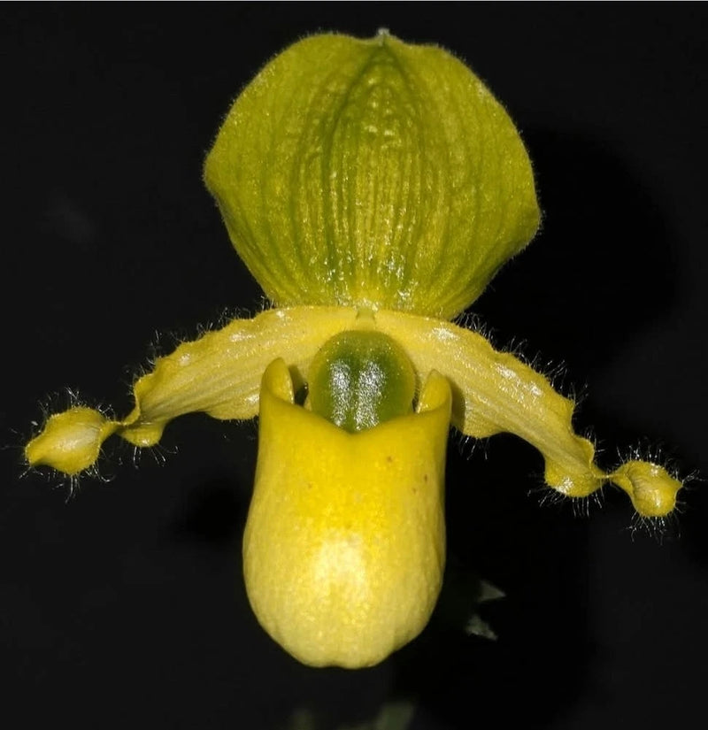 Yellow slipper orchid flower with rounded petals and central pouch
