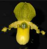 Paphiopedilum primulinum var alba x sib blooming size paphiopedilum orchod... Orchids