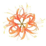 Artificial Flower Heads (7 Inch, Orange) 1 PCS - Spider Lily Silk Flowers Lily