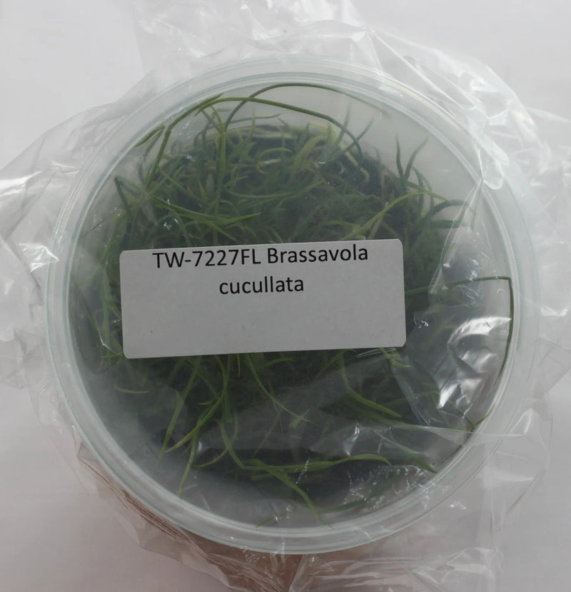 Brassavola cucullata orchid plantlets in clear round container with identification label