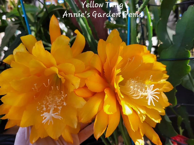 Yellow orchid cactus flower cluster with layered petals and white stamens