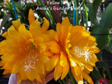 Epiphyllum Yellow Tang in 4 inch pots / Orchid Cactus / Well Rooted Orchids