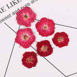 30PCS real Pressed dry rose flowers for art craft, pink and red FCD23 Dried Flower