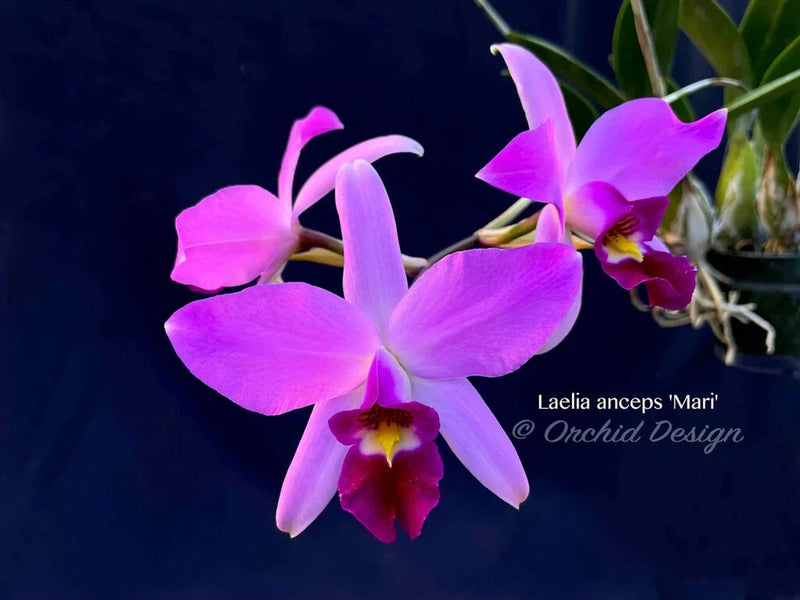 Laelia anceps 'Mari' orchid, vivid pink-purple five-petal bloom with dark red throat