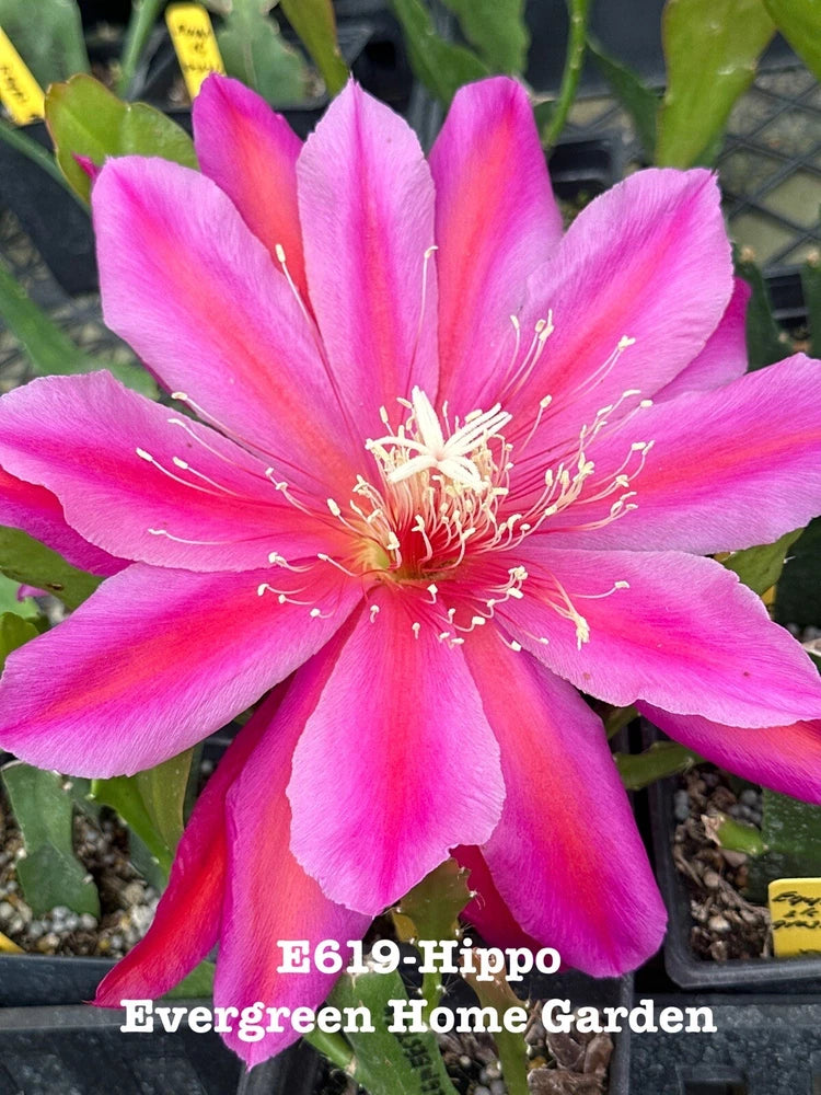 Epiphyllum orchid cactus starter pot with large pink flower and pink-and-magenta petals