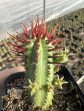 5pc 2-5cm Red Thorn Crown Euphorbia  Euphorbia Garden Boutique Euphorbia milii Garden Plants