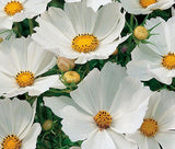 COSMOS SONATA WHITE DWARF Cosmos Bipinnatus - 100 Seeds Flowering Plants