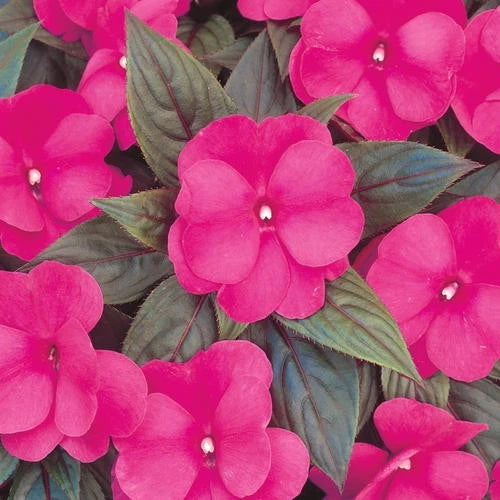 Dark pink impatiens flowers with green leaves