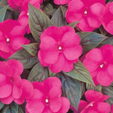 102 NEW GUINEA IMPATIENS HARMONY DARK PINK Live Plants Plugs Garden AV Garden Plants