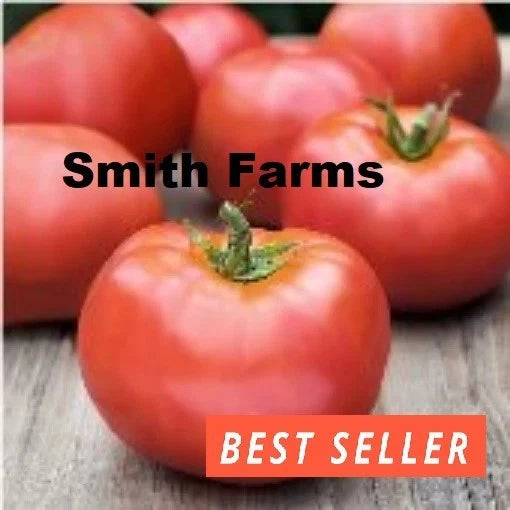 50+ Seeds Atkinson Tomato Hybrid Juicy Easy to Grow Vegetable Garden Garden Plants