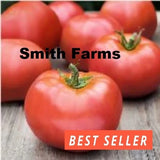 50+ Seeds Atkinson Tomato Hybrid Juicy Easy to Grow Vegetable Garden Garden Plants