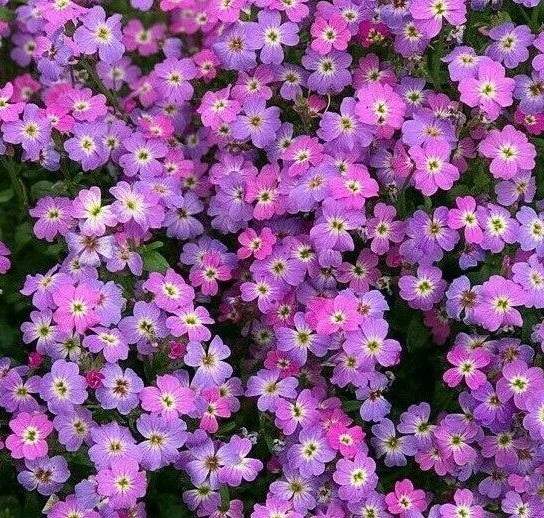 VIRGINIA STOCK FLOWER SEEDS 1000+ PURPLE annual GARDEN fragrant Free Shipping Garden Plants