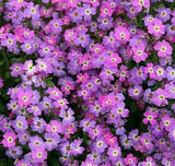 VIRGINIA STOCK FLOWER SEEDS 1000+ PURPLE annual GARDEN fragrant Free Shipping Garden Plants