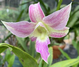 (762) Den.Bougainville x spectabile    BS Orchids
