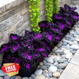 308 Hosta Seeds Planting Rare Perennial Shade Garden Garden Plants