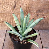 D2052 AGAVE MACROACANTHA pot14-H16-W19 cm MaMa Cactus Green Plant