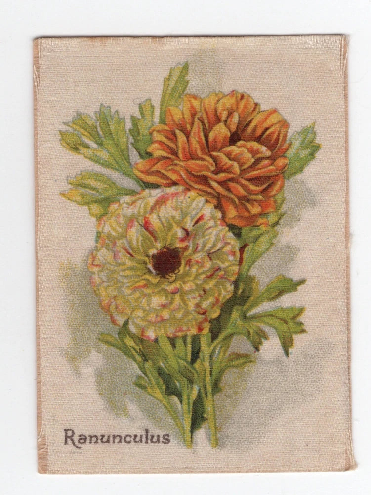 Australian Silk Popular Flowers 1913 #28 Ranunculus Ranunculus