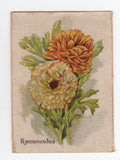 Australian Silk Popular Flowers 1913 #28 Ranunculus Ranunculus