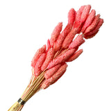 Natural Dried Phalaris Grass Flower Stem Bunch - Vibrant Pink Dried Flower