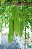 10+ LUFFA GOURD SEEDS - LOOFAH SPONGE GOURD garden FREE SHIPPING Garden Plants