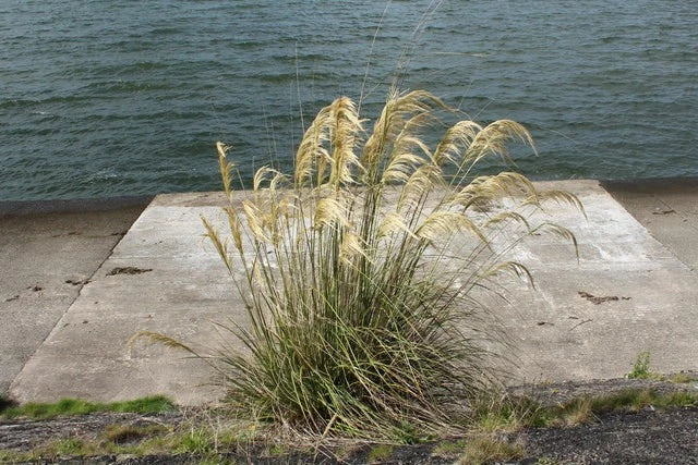 Photo A3 Pampas Grass at Loch Ryan Stranraer  c2017 Pampas Grass