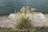 Photo A3 Pampas Grass at Loch Ryan Stranraer  c2017 Pampas Grass