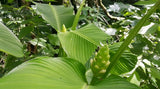25+ Macrosepala Calathea Seeds for Garden Planting - USA - FREE SHIPPING! Garden Plants