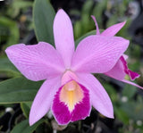 Cattleya QF Keala Ñ (C. QF Hazel Kealoha x C. nobilior)- 5Ó Net Pot Orchids