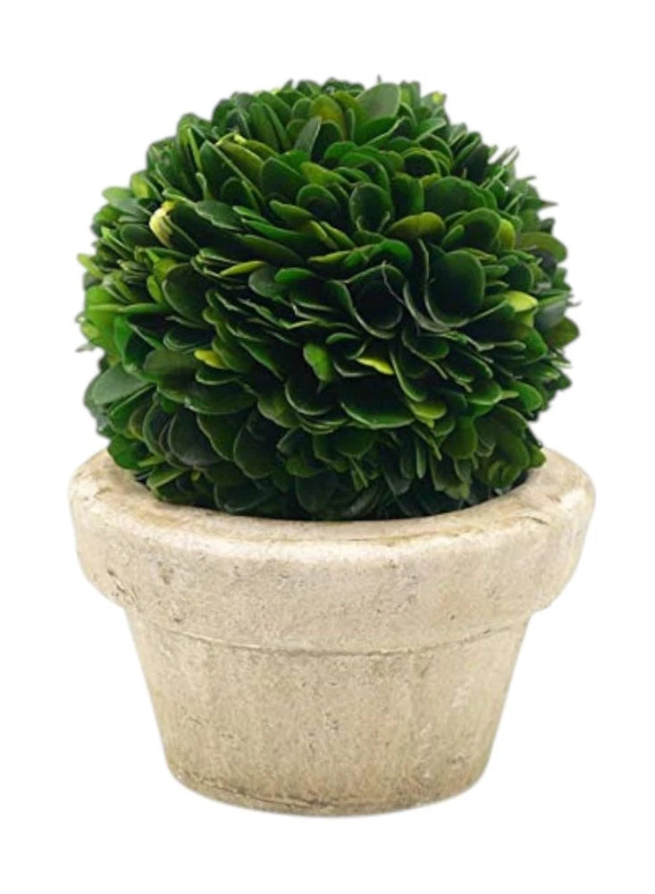 Preserved Boxwood Ball with Small Pot Ð Boxwood in Planters, Preserved Plant ... Green Plant