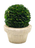 Preserved Boxwood Ball with Small Pot Ð Boxwood in Planters, Preserved Plant ... Green Plant