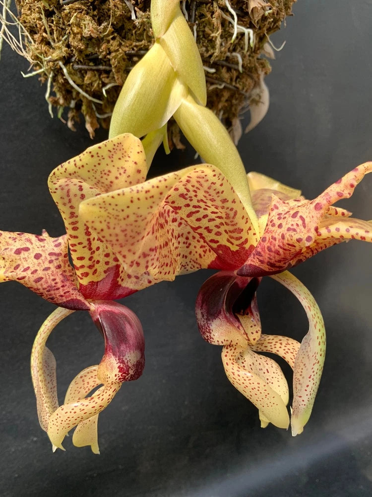 In-bloom Stanhopea orchid with pale yellow and red speckled, curled petals
