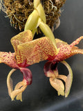 LARGE STANHOPEA NEWBERRY STARGAZER ORCHID IN BLOOM FRAGRANT FLOWERS Orchids