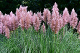 200 Ornamental PINK PAMPAS GRASS Cortaderia Selloana Rosea Seeds Pampas Grass