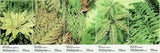 *FREE SHIP Fern Of Malaysia 2010 Flower Plant Flora (stamp in strip) MNH Flowering Plants