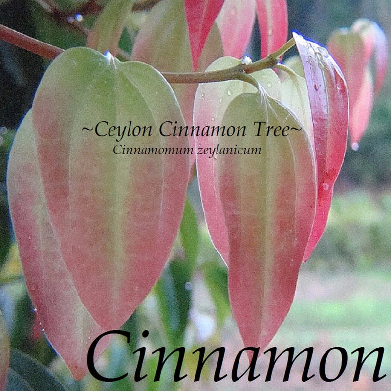 Ceylon cinnamon tree leaves and red-tinted leaf clusters