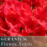100+ Geranium Seeds -Fireberry Fantasy - Fragrant - Fresh Flower Seeds Non GMO Flowering Plants