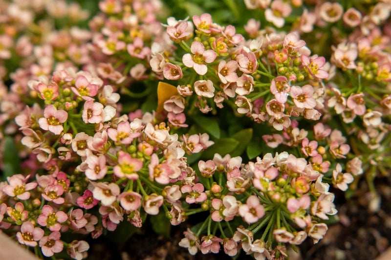 50 Easter Bonnet PEACH ALYSSUM Lobularia Maritima Hummingbird Flower Seeds Flowering Plants