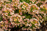 50 Easter Bonnet PEACH ALYSSUM Lobularia Maritima Hummingbird Flower Seeds Flowering Plants