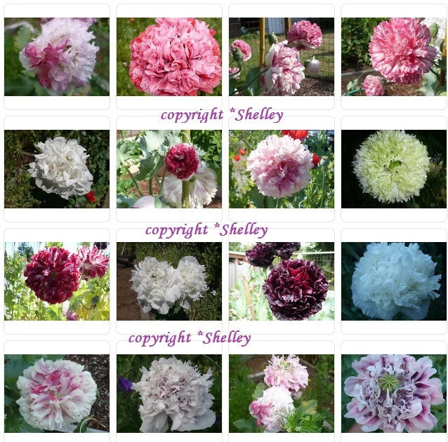 Heirloom Antique Botanical Mix Som. Poppy Seeds 1000+   PoppyQueen__ Garden Plants
