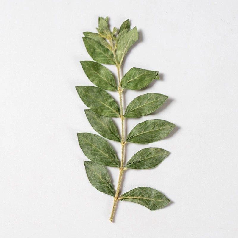 Pressed dried leaf sprig with stem, multiple green leaves