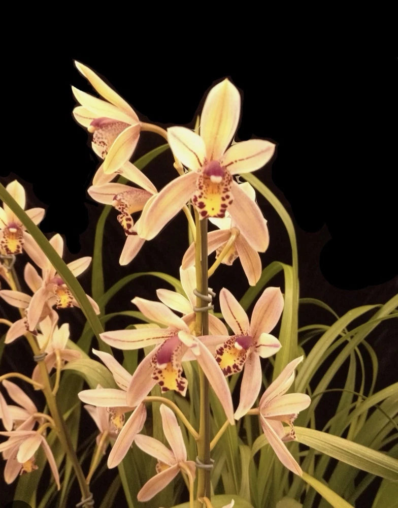 Orchid plant with pale yellow and pink speckled blossoms in a pot