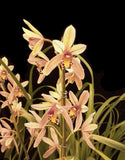 Orchid plant with pale yellow and pink speckled blossoms in a pot